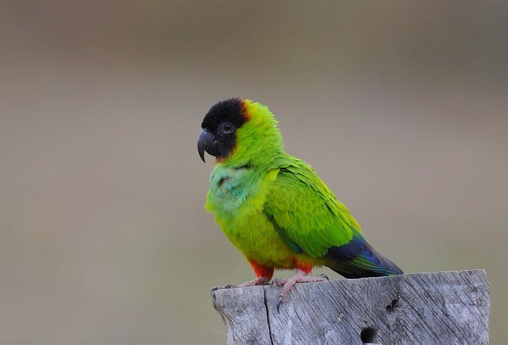Conure nanday sur bois